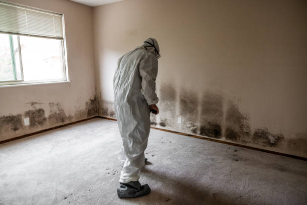 Best Post-Flood Mold Remediation in Zuni Pueblo, NM
