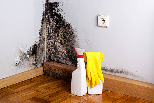 Best Industrial Mold Remediation in Zuni Pueblo, NM