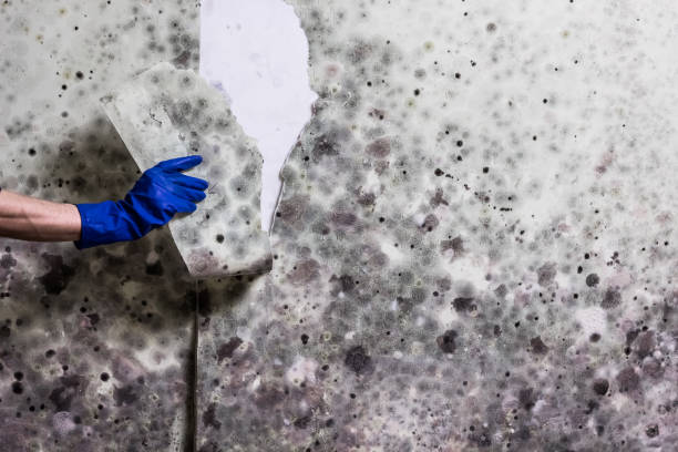 Best Basement Mold Remediation in Zuni Pueblo, NM