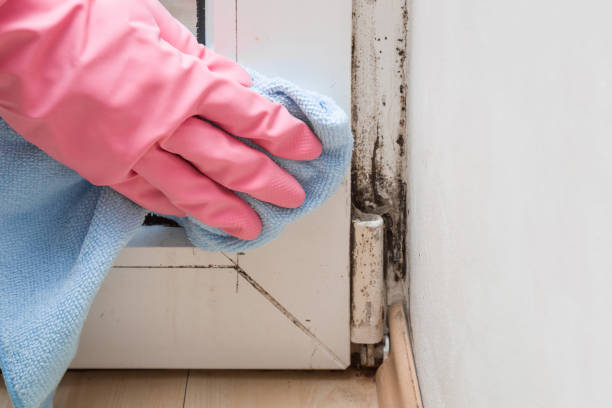Best Attic Mold Remediation in Zuni Pueblo, NM