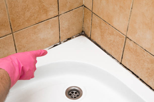 Best Preventive Mold Services in Zuni Pueblo, NM