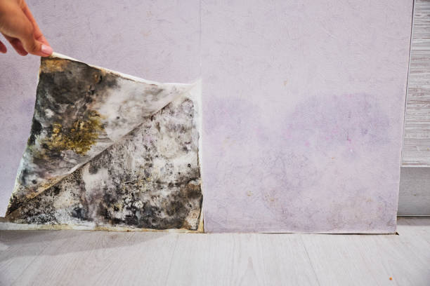 Best Residential Mold Remediation in Zuni Pueblo, NM